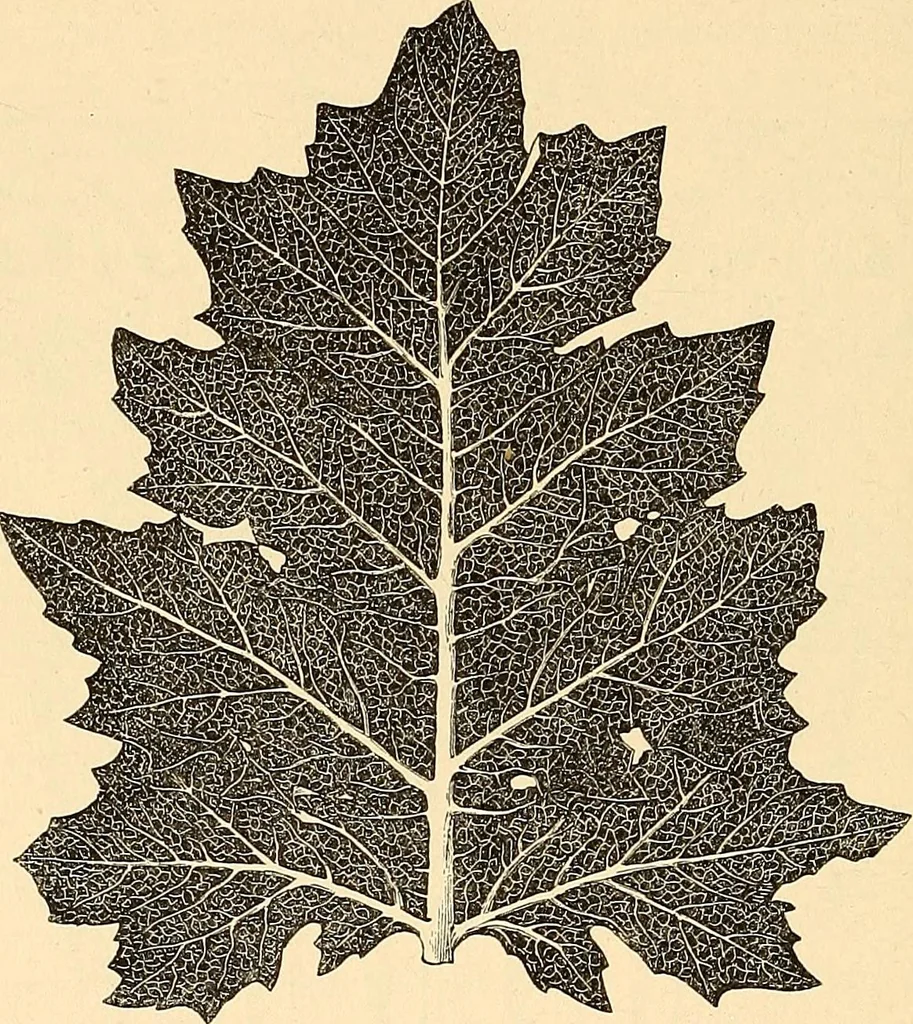 An illustration from Stilfragen : Grundlegungen zu einer Geschichte der Ornamentik, 1893, leaf 237