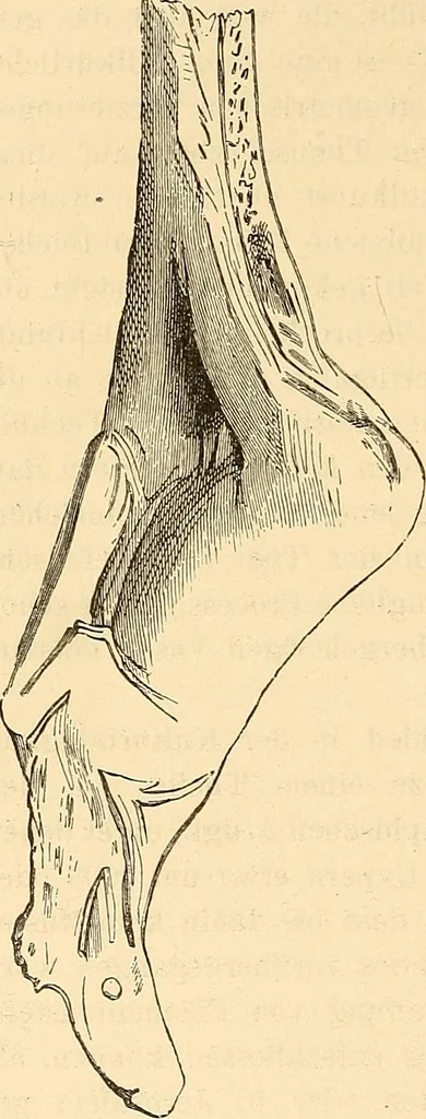 An illustration from Stilfragen : Grundlegungen zu einer Geschichte der Ornamentik, 1893, leaf 39