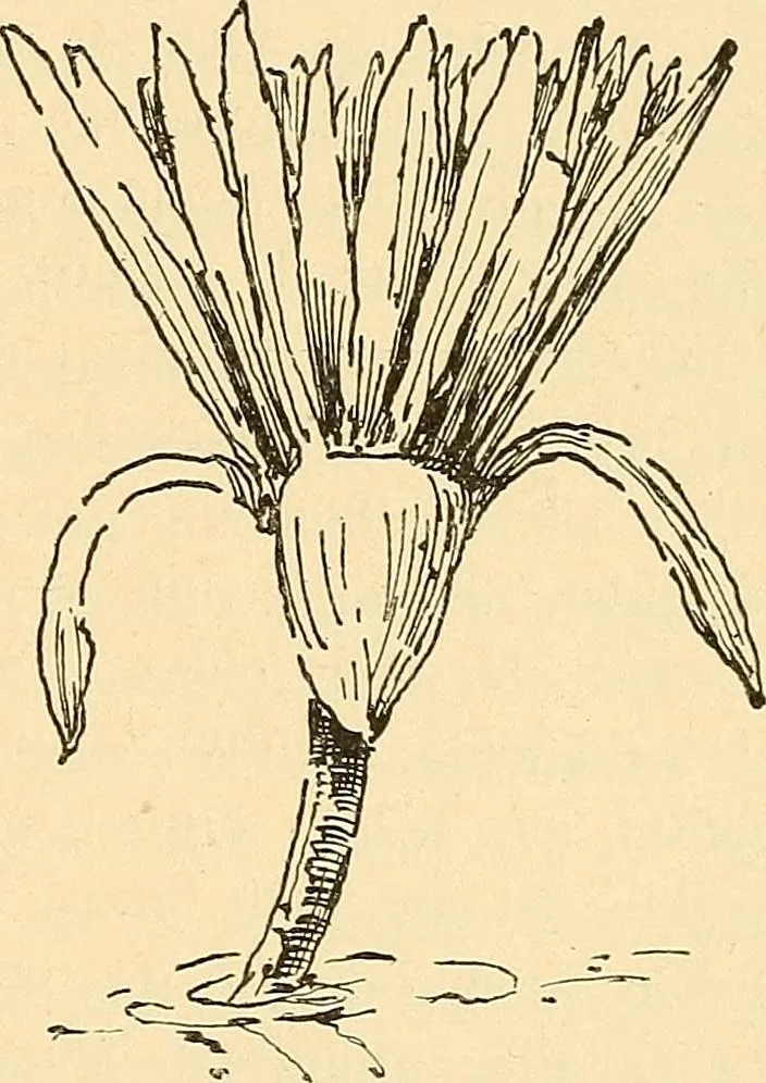An illustration from Stilfragen : Grundlegungen zu einer Geschichte der Ornamentik, 1893, leaf 84