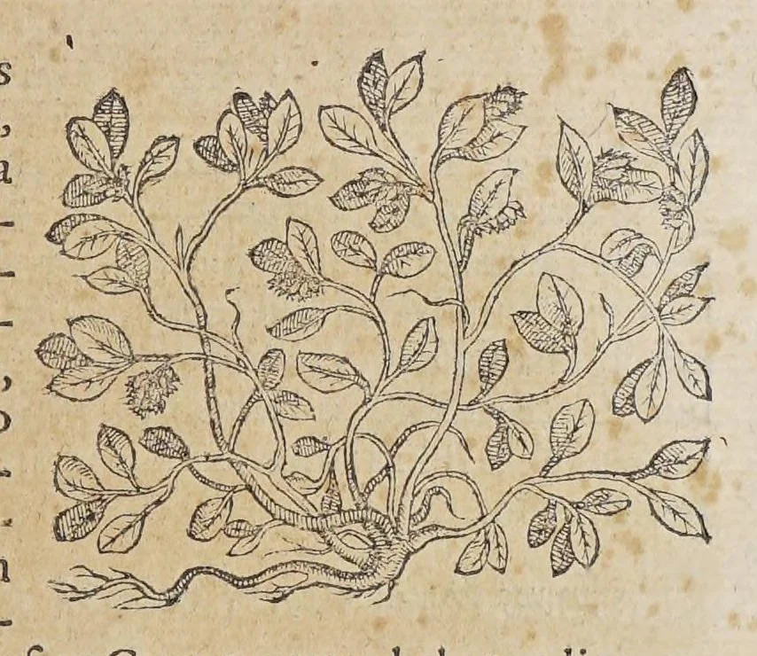 An illustration from Stirpium aduersaria noua, : perfacilis vestigatio luculentaqne [sic] accessio ad priscorum, presertim dioscoridis & recentiorum, materiam medica. Quibus propediem accedet altera pars. Qua coniectaneorum de plantis appendix, de succis medicatis et metallicis sectio, antiquae et nouatae medicine lectiorum remedioru[m] thesaurus opulentissimus, de succedaneis libellus continentur., 1571, leaf 127