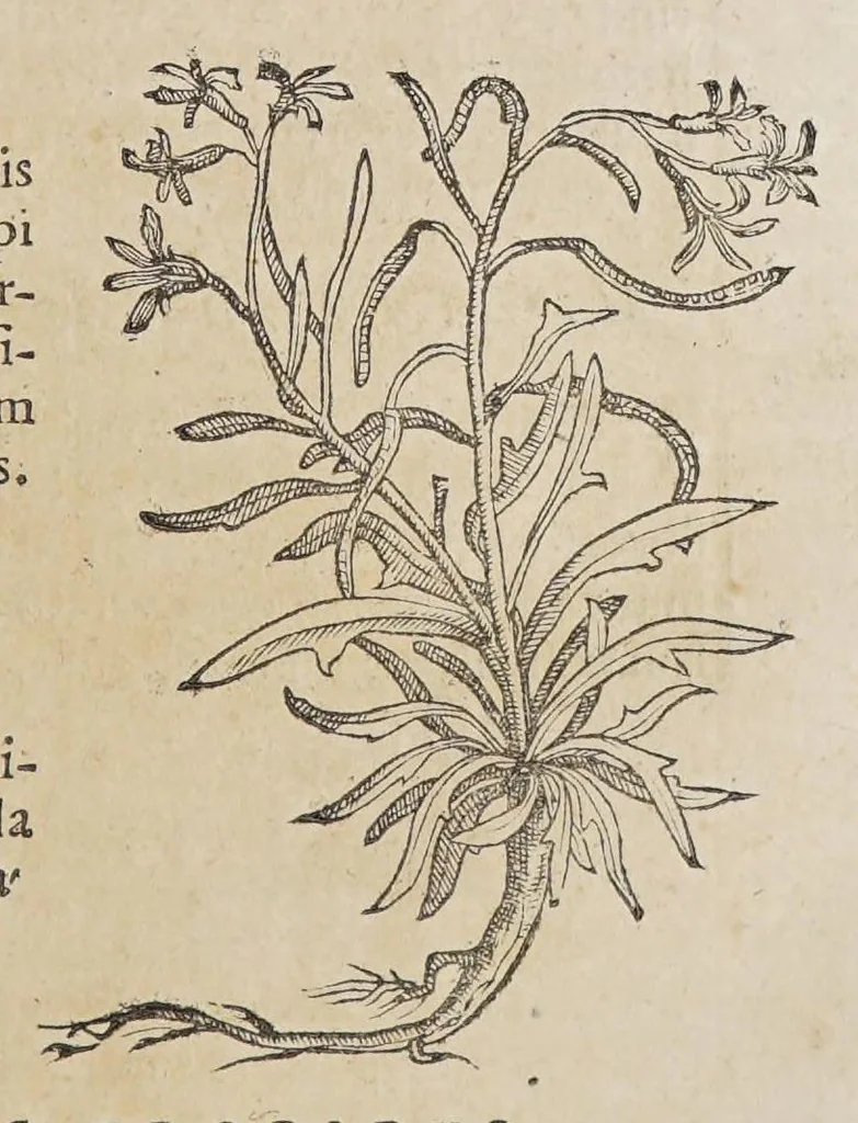 An illustration from Stirpium aduersaria noua, : perfacilis vestigatio luculentaqne [sic] accessio ad priscorum, presertim dioscoridis & recentiorum, materiam medica. Quibus propediem accedet altera pars. Qua coniectaneorum de plantis appendix, de succis medicatis et metallicis sectio, antiquae et nouatae medicine lectiorum remedioru[m] thesaurus opulentissimus, de succedaneis libellus continentur., 1571, leaf 167