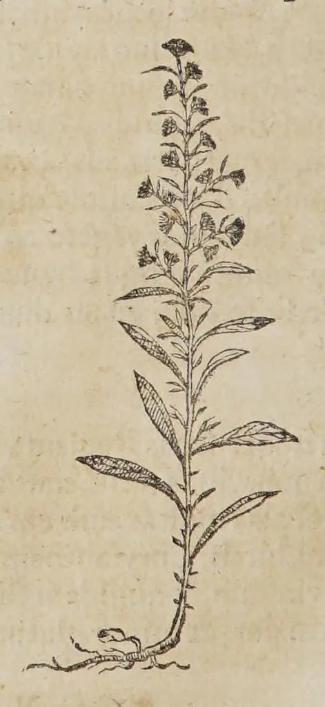 An illustration from Stirpium aduersaria noua, : perfacilis vestigatio luculentaqne [sic] accessio ad priscorum, presertim dioscoridis & recentiorum, materiam medica. Quibus propediem accedet altera pars. Qua coniectaneorum de plantis appendix, de succis medicatis et metallicis sectio, antiquae et nouatae medicine lectiorum remedioru[m] thesaurus opulentissimus, de succedaneis libellus continentur., 1571, leaf 172