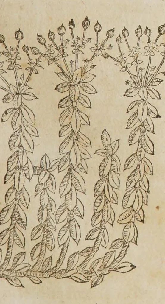 An illustration from Stirpium aduersaria noua, : perfacilis vestigatio luculentaqne [sic] accessio ad priscorum, presertim dioscoridis & recentiorum, materiam medica. Quibus propediem accedet altera pars. Qua coniectaneorum de plantis appendix, de succis medicatis et metallicis sectio, antiquae et nouatae medicine lectiorum remedioru[m] thesaurus opulentissimus, de succedaneis libellus continentur., 1571, leaf 177
