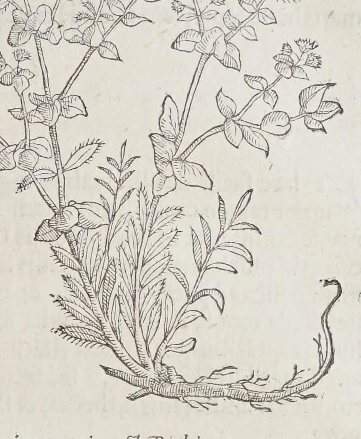 An illustration from Stirpium aduersaria noua, : perfacilis vestigatio luculentaqne [sic] accessio ad priscorum, presertim dioscoridis & recentiorum, materiam medica. Quibus propediem accedet altera pars. Qua coniectaneorum de plantis appendix, de succis medicatis et metallicis sectio, antiquae et nouatae medicine lectiorum remedioru[m] thesaurus opulentissimus, de succedaneis libellus continentur., 1571, leaf 181
