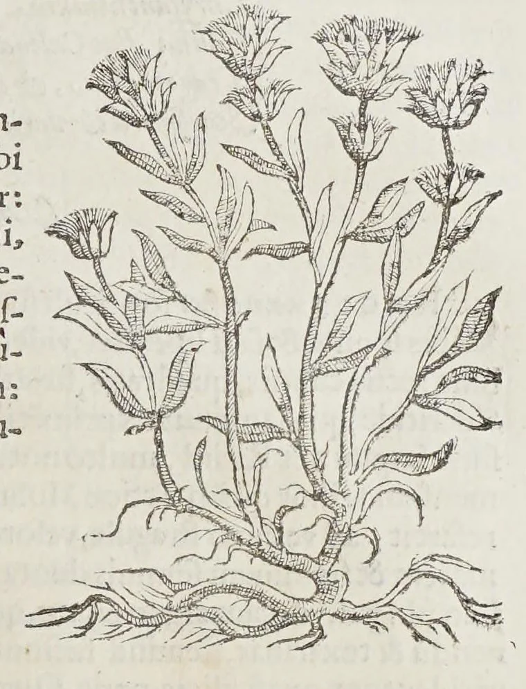 An illustration from Stirpium aduersaria noua, : perfacilis vestigatio luculentaqne [sic] accessio ad priscorum, presertim dioscoridis & recentiorum, materiam medica. Quibus propediem accedet altera pars. Qua coniectaneorum de plantis appendix, de succis medicatis et metallicis sectio, antiquae et nouatae medicine lectiorum remedioru[m] thesaurus opulentissimus, de succedaneis libellus continentur., 1571, leaf 253