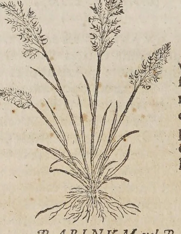 An illustration from Stirpium aduersaria noua, : perfacilis vestigatio luculentaqne [sic] accessio ad priscorum, presertim dioscoridis & recentiorum, materiam medica. Quibus propediem accedet altera pars. Qua coniectaneorum de plantis appendix, de succis medicatis et metallicis sectio, antiquae et nouatae medicine lectiorum remedioru[m] thesaurus opulentissimus, de succedaneis libellus continentur., 1571, leaf 28