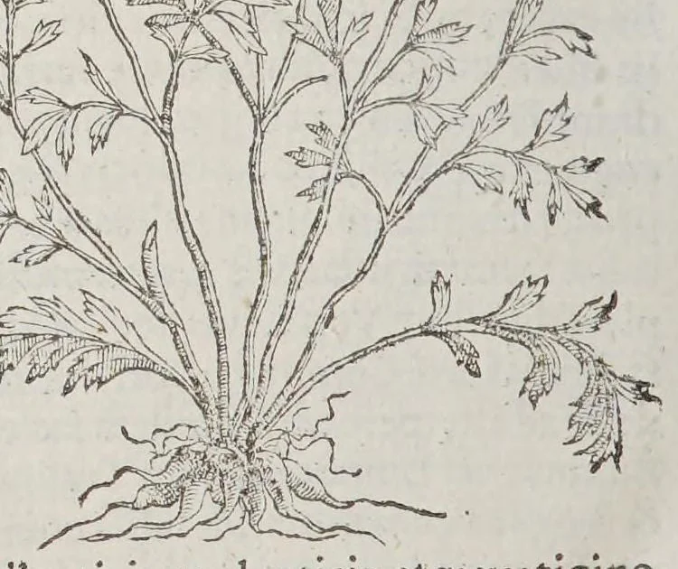 An illustration from Stirpium aduersaria noua, : perfacilis vestigatio luculentaqne [sic] accessio ad priscorum, presertim dioscoridis & recentiorum, materiam medica. Quibus propediem accedet altera pars. Qua coniectaneorum de plantis appendix, de succis medicatis et metallicis sectio, antiquae et nouatae medicine lectiorum remedioru[m] thesaurus opulentissimus, de succedaneis libellus continentur., 1571, leaf 354