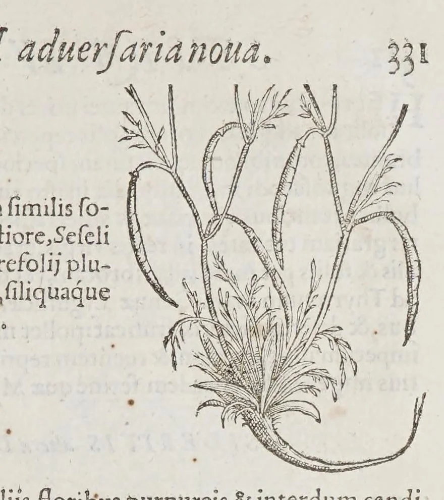 An illustration from Stirpium aduersaria noua, : perfacilis vestigatio luculentaqne [sic] accessio ad priscorum, presertim dioscoridis & recentiorum, materiam medica. Quibus propediem accedet altera pars. Qua coniectaneorum de plantis appendix, de succis medicatis et metallicis sectio, antiquae et nouatae medicine lectiorum remedioru[m] thesaurus opulentissimus, de succedaneis libellus continentur., 1571, leaf 359