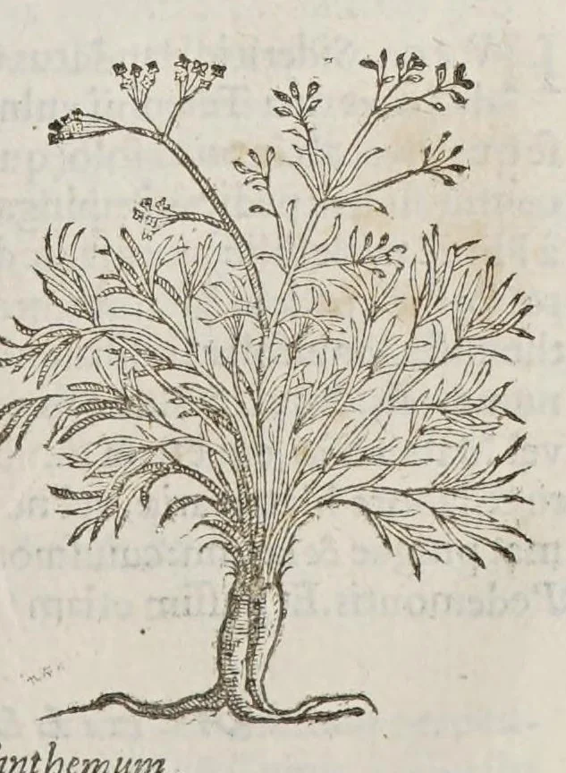 An illustration from Stirpium aduersaria noua, : perfacilis vestigatio luculentaqne [sic] accessio ad priscorum, presertim dioscoridis & recentiorum, materiam medica. Quibus propediem accedet altera pars. Qua coniectaneorum de plantis appendix, de succis medicatis et metallicis sectio, antiquae et nouatae medicine lectiorum remedioru[m] thesaurus opulentissimus, de succedaneis libellus continentur., 1571, leaf 359