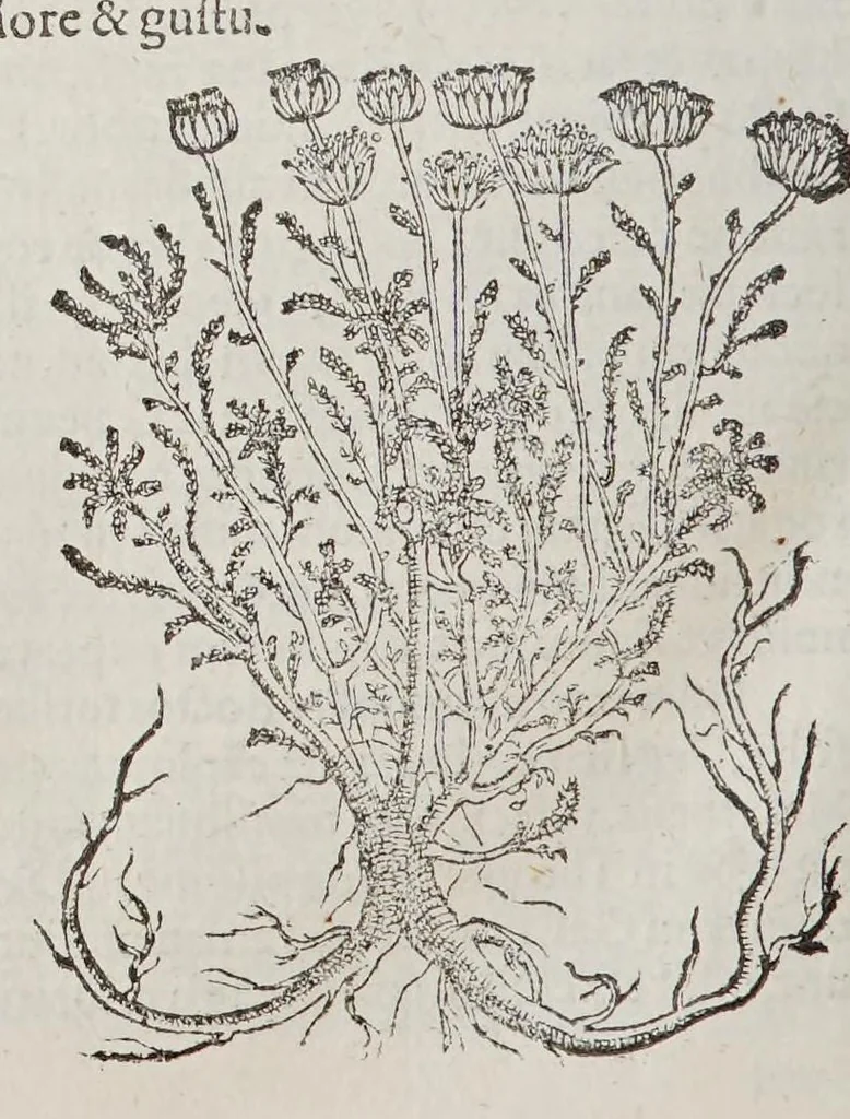 An illustration from Stirpium aduersaria noua, : perfacilis vestigatio luculentaqne [sic] accessio ad priscorum, presertim dioscoridis & recentiorum, materiam medica. Quibus propediem accedet altera pars. Qua coniectaneorum de plantis appendix, de succis medicatis et metallicis sectio, antiquae et nouatae medicine lectiorum remedioru[m] thesaurus opulentissimus, de succedaneis libellus continentur., 1571, leaf 364