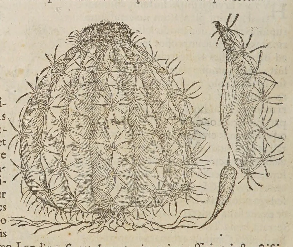 An illustration from Stirpium aduersaria noua, : perfacilis vestigatio luculentaqne [sic] accessio ad priscorum, presertim dioscoridis & recentiorum, materiam medica. Quibus propediem accedet altera pars. Qua coniectaneorum de plantis appendix, de succis medicatis et metallicis sectio, antiquae et nouatae medicine lectiorum remedioru[m] thesaurus opulentissimus, de succedaneis libellus continentur., 1571, leaf 404