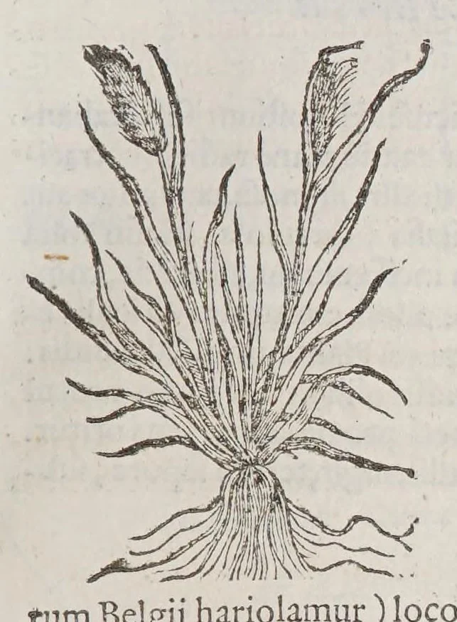 An illustration from Stirpium aduersaria noua, : perfacilis vestigatio luculentaqne [sic] accessio ad priscorum, presertim dioscoridis & recentiorum, materiam medica. Quibus propediem accedet altera pars. Qua coniectaneorum de plantis appendix, de succis medicatis et metallicis sectio, antiquae et nouatae medicine lectiorum remedioru[m] thesaurus opulentissimus, de succedaneis libellus continentur., 1571, leaf 43