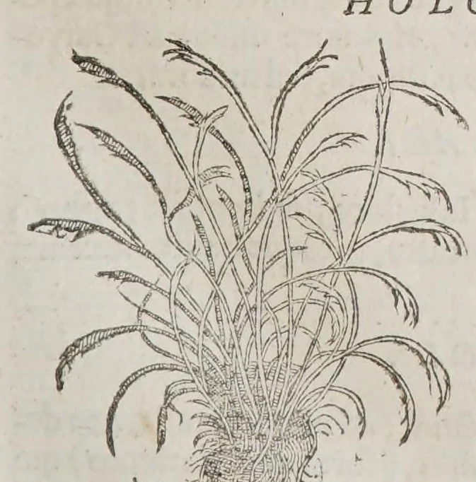 An illustration from Stirpium aduersaria noua, : perfacilis vestigatio luculentaqne [sic] accessio ad priscorum, presertim dioscoridis & recentiorum, materiam medica. Quibus propediem accedet altera pars. Qua coniectaneorum de plantis appendix, de succis medicatis et metallicis sectio, antiquae et nouatae medicine lectiorum remedioru[m] thesaurus opulentissimus, de succedaneis libellus continentur., 1571, leaf 43