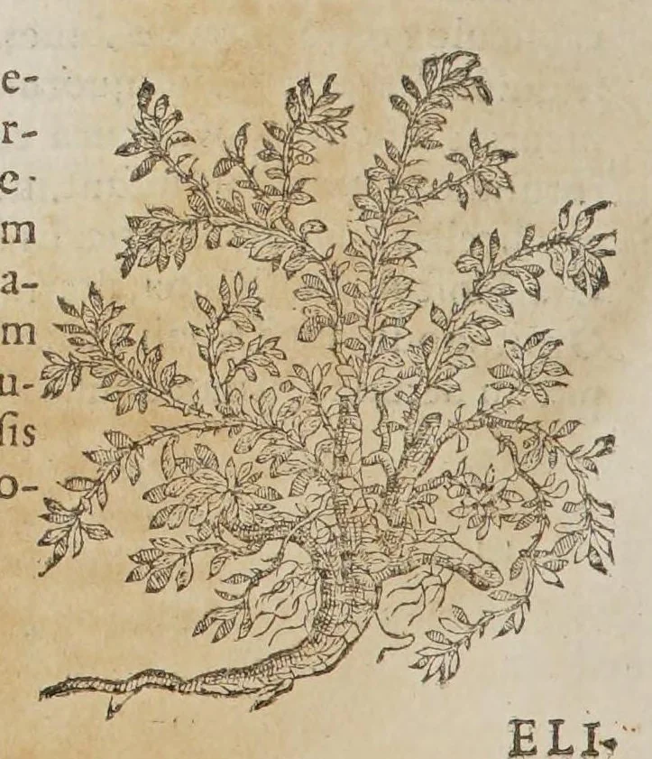 An illustration from Stirpium aduersaria noua, : perfacilis vestigatio luculentaqne [sic] accessio ad priscorum, presertim dioscoridis & recentiorum, materiam medica. Quibus propediem accedet altera pars. Qua coniectaneorum de plantis appendix, de succis medicatis et metallicis sectio, antiquae et nouatae medicine lectiorum remedioru[m] thesaurus opulentissimus, de succedaneis libellus continentur., 1571, leaf 432