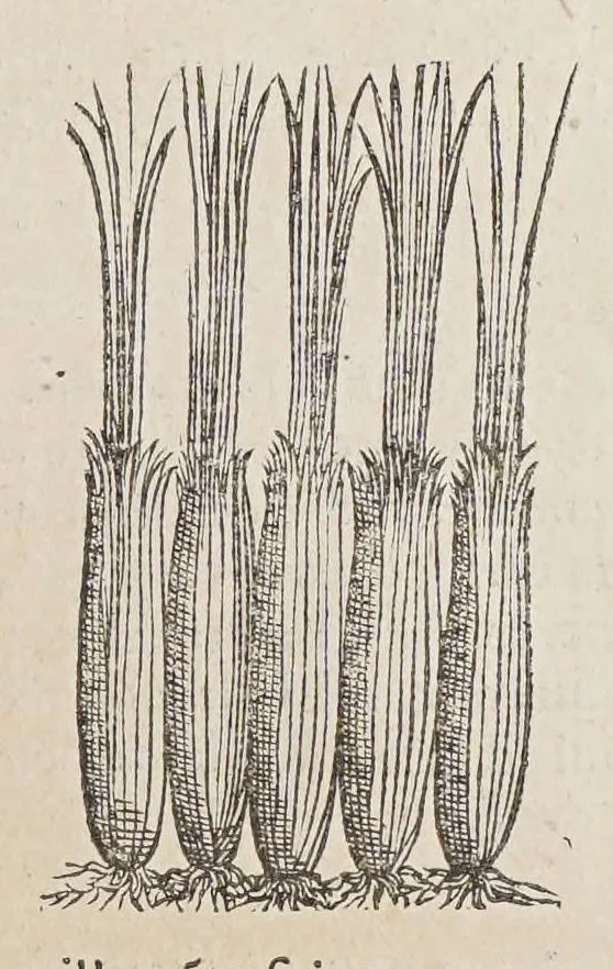 An illustration from Stirpium aduersaria noua, : perfacilis vestigatio luculentaqne [sic] accessio ad priscorum, presertim dioscoridis & recentiorum, materiam medica. Quibus propediem accedet altera pars. Qua coniectaneorum de plantis appendix, de succis medicatis et metallicis sectio, antiquae et nouatae medicine lectiorum remedioru[m] thesaurus opulentissimus, de succedaneis libellus continentur., 1571, leaf 69