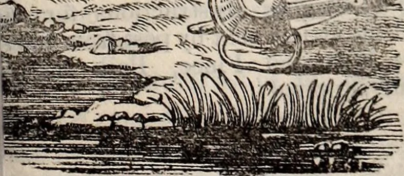 An illustration from The St. James's magazine, and heraldic and historical register, 1850, leaf 550