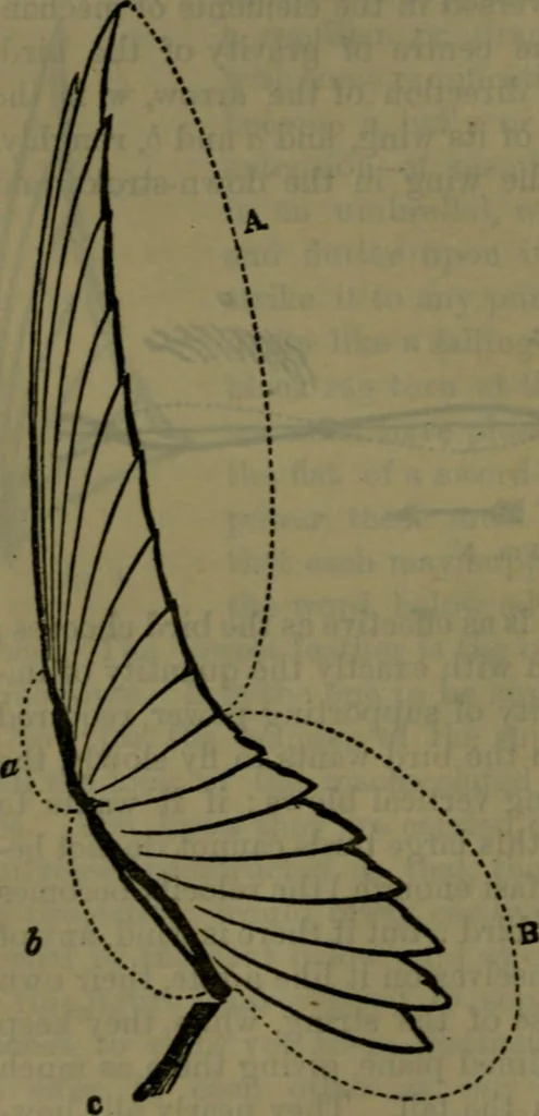 An illustration from St. Mark's rest : the history of Venice written for the help of the few travellers who still care for her monuments, 1885, leaf 623