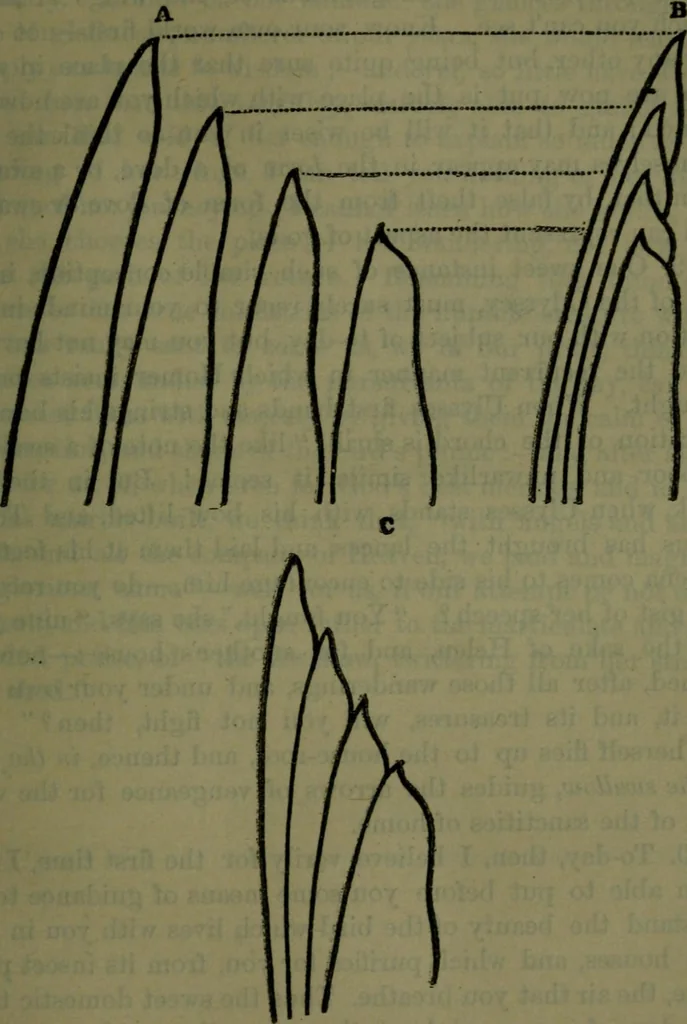 An illustration from St. Mark's rest : the history of Venice written for the help of the few travellers who still care for her monuments, 1885, leaf 628