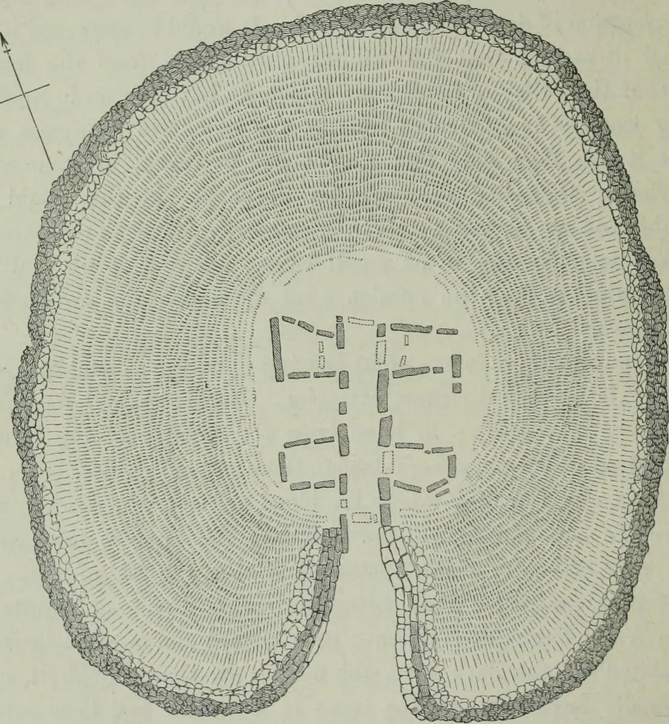 An illustration from Rude stone monuments in all countries : their age and uses, 1872, leaf 189