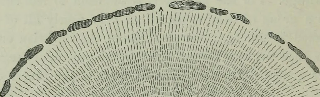 An illustration from Rude stone monuments in all countries : their age and uses, 1872, leaf 239
