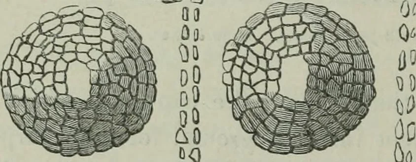 An illustration from Rude stone monuments in all countries : their age and uses, 1872, leaf 427