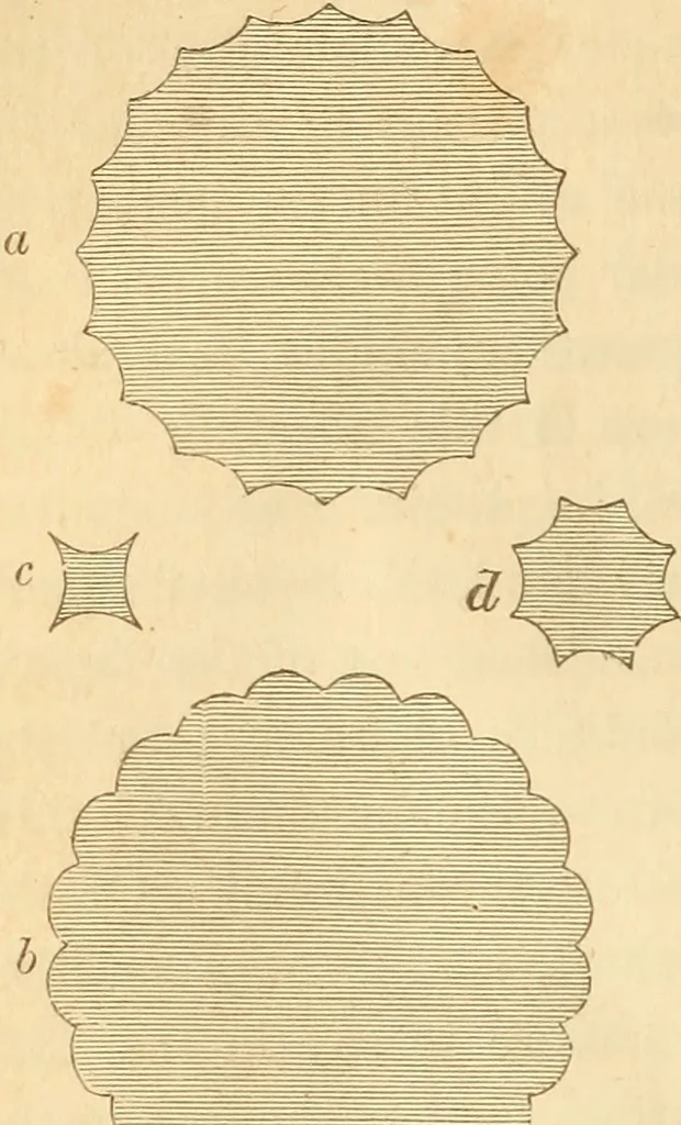 An illustration from The stones of Venice, 1851, leaf 115