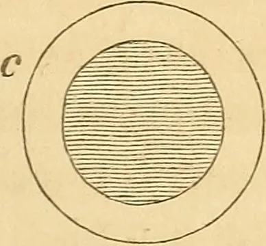An illustration from The stones of Venice, 1851, leaf 98