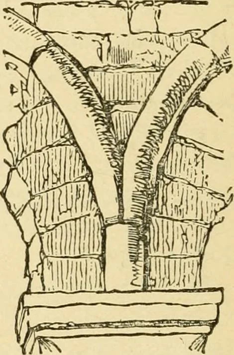 An illustration from The stones of Venice, 1851, leaf 293