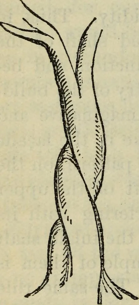 An illustration from The stones of Venice, 1890, leaf 337