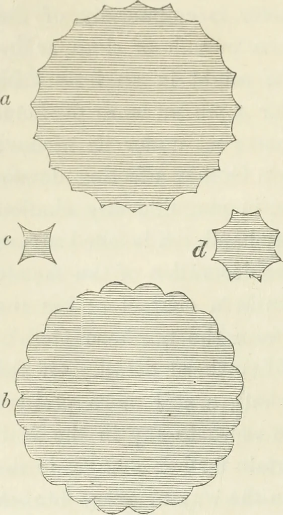 An illustration from The stones of Venice, 1851, leaf 115