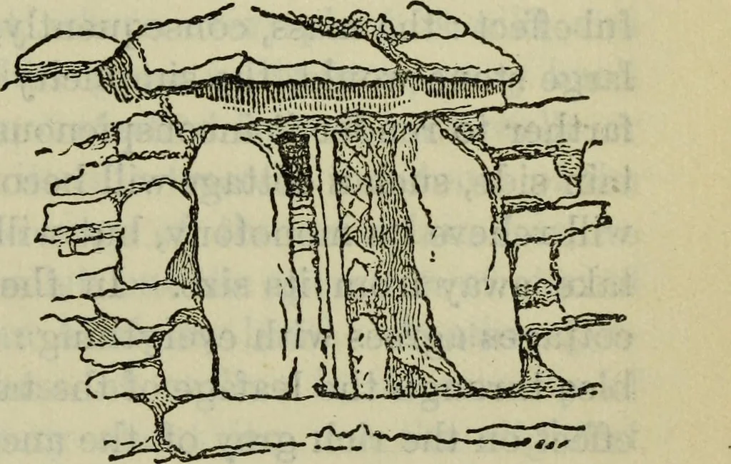 An illustration from The stones of Venice, 1890, leaf 456