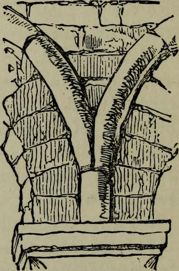 An illustration from The stones of Venice : [With appendices, additional notes, and "Venetian index."], 1894, leaf 295