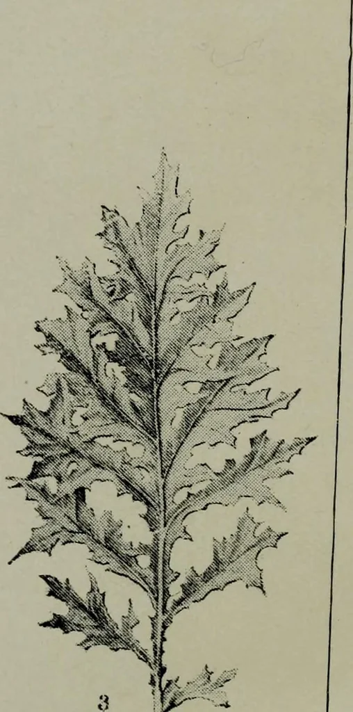 An illustration from The stones of Venice : [With appendices, additional notes, and "Venetian index."], 1894, leaf 31
