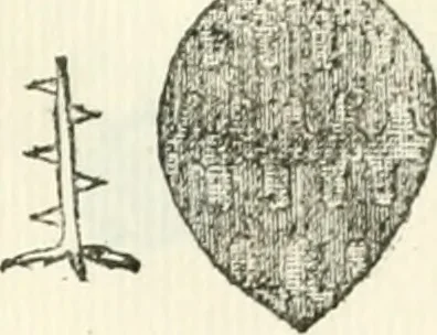 An illustration from Storia delle monete della repubblica Fiorentina, 1760, leaf 220