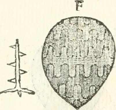 An illustration from Storia delle monete della repubblica Fiorentina, 1760, leaf 353