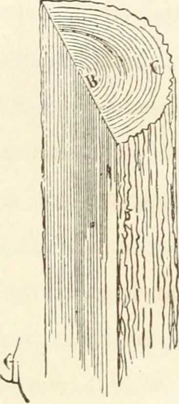 An illustration from The story of a house, 1874, leaf 99