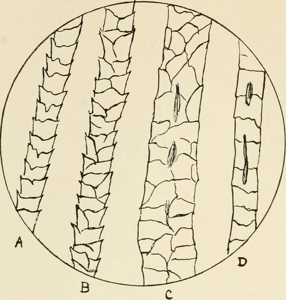 An illustration from The story of textiles, 1916, leaf 19