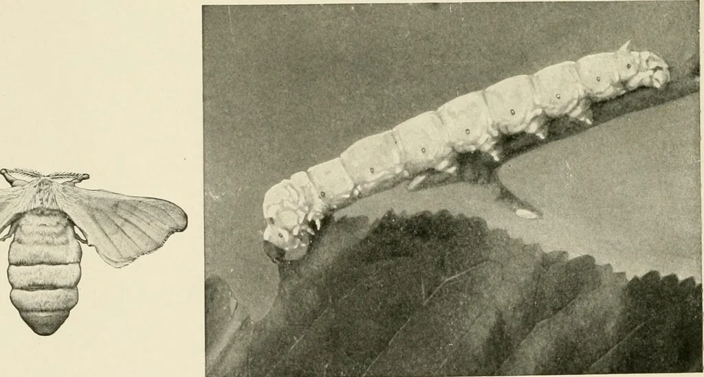 An illustration from The story of textiles, 1916, leaf 21