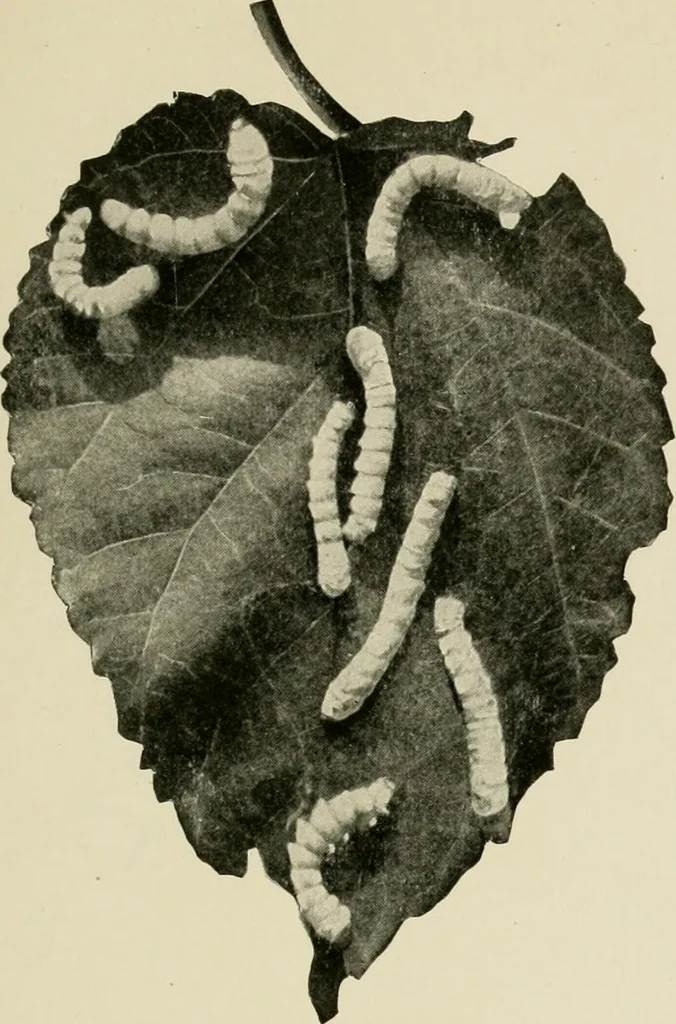 An illustration from The story of textiles, 1916, leaf 22