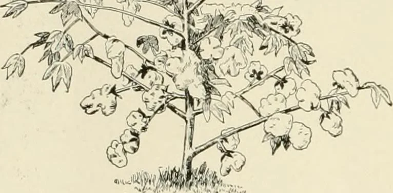 An illustration from The story of textiles, 1916, leaf 23