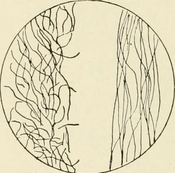 An illustration from The story of textiles, 1916, leaf 23