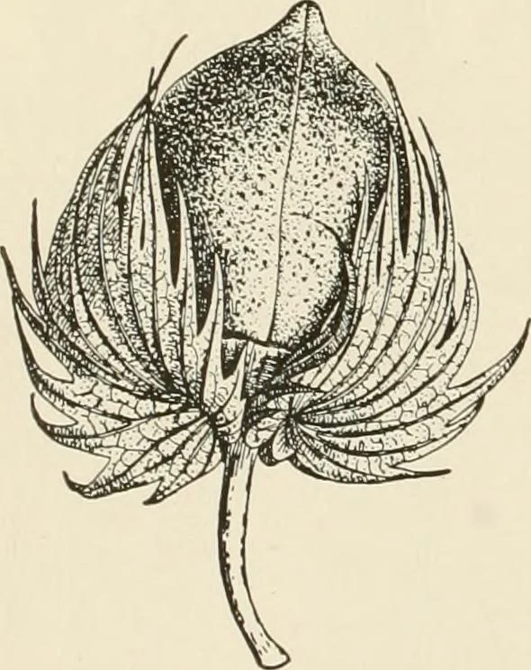 An illustration from The story of textiles, 1916, leaf 23