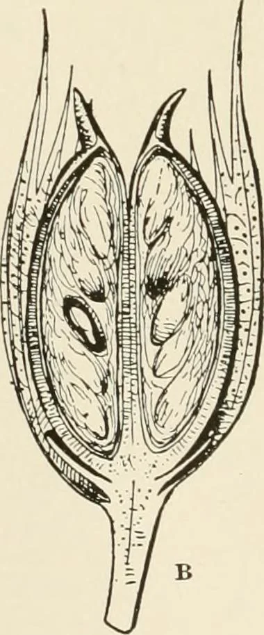 An illustration from The story of textiles, 1916, leaf 23