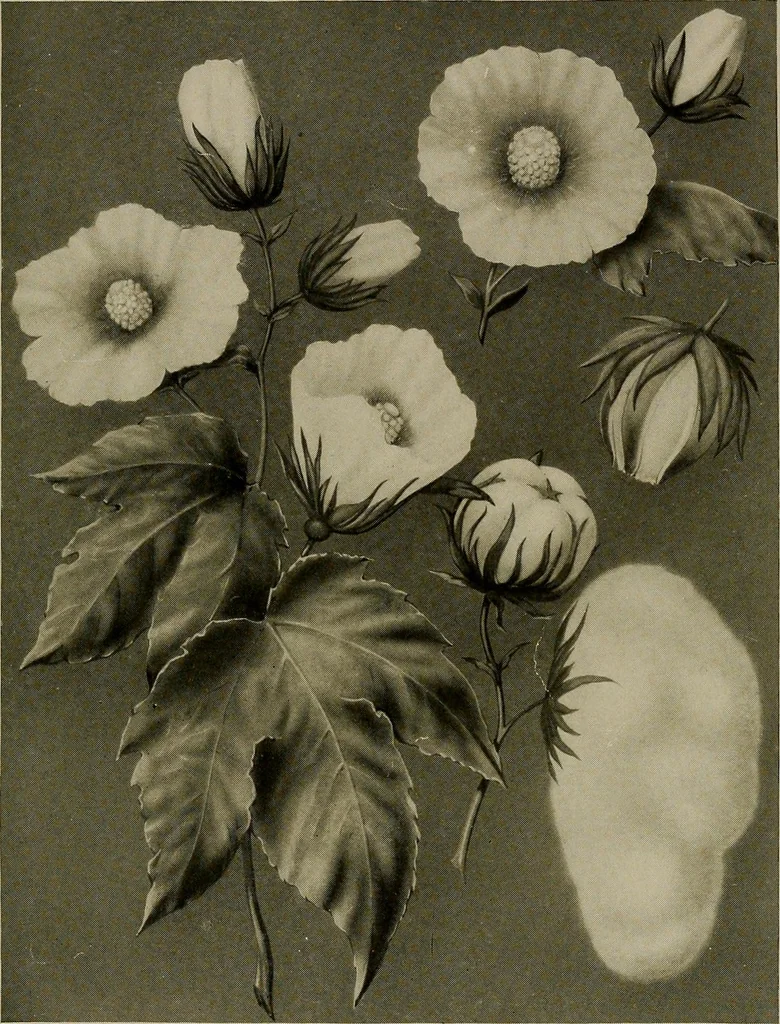 An illustration from The story of textiles; a bird's-eye view of the history of the beginning and the growth of the industry by which mankind is clothed, 1912, leaf 56