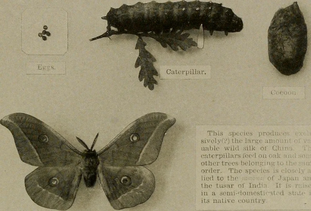 An illustration from The story of textiles; a bird's-eye view of the history of the beginning and the growth of the industry by which mankind is clothed, 1912, leaf 68