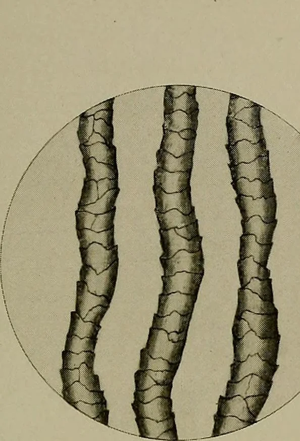 An illustration from The story of textiles; a bird's-eye view of the history of the beginning and the growth of the industry by which mankind is clothed, 1912, leaf 74