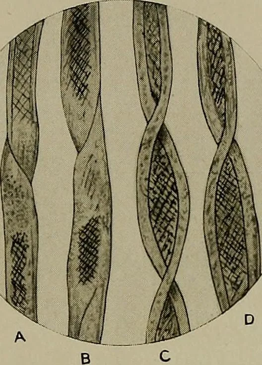 An illustration from The story of textiles; a bird's-eye view of the history of the beginning and the growth of the industry by which mankind is clothed, 1912, leaf 74