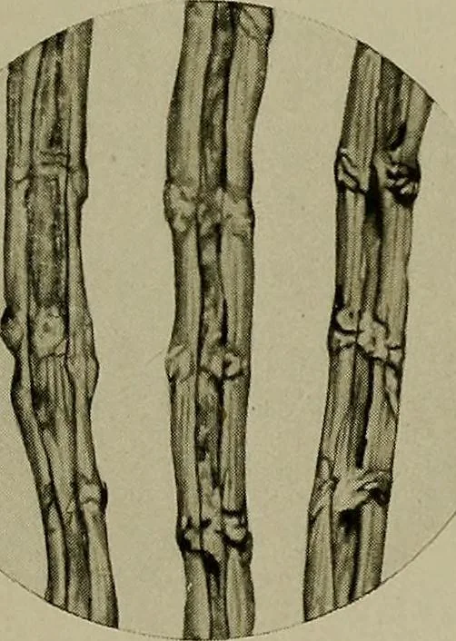 An illustration from The story of textiles; a bird's-eye view of the history of the beginning and the growth of the industry by which mankind is clothed, 1912, leaf 74