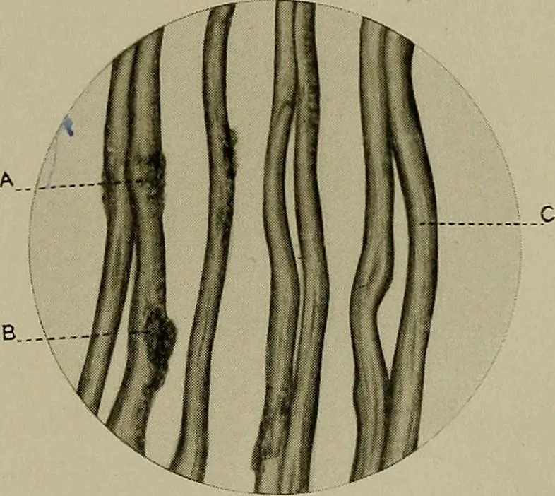 An illustration from The story of textiles; a bird's-eye view of the history of the beginning and the growth of the industry by which mankind is clothed, 1912, leaf 74