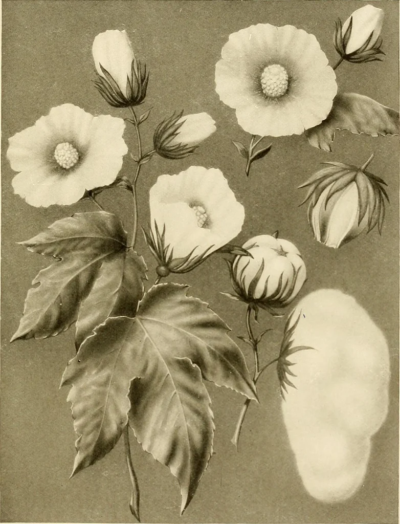 An illustration from The story of textiles; a bird's-eye view of the history of the beginning and the growth of the industry by which mankind is clothed, 1912, leaf 58